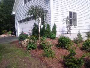New Home Backyard Plantings 